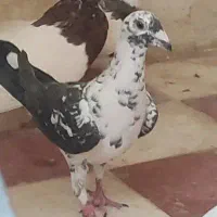 بزک سینه سفید