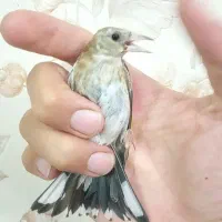 جوجه سهره نر