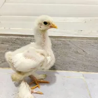 جوجه برهما بلو و بلک