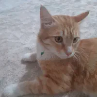 گربه نر مهربان و اروم خونگی یکسالشه رایگان