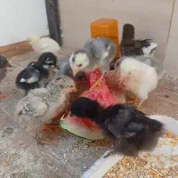 جوجه برهما بیگ سایز