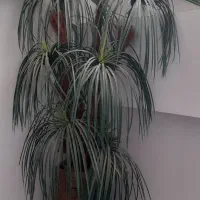نخل با گلدان