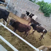 انواع گاو نر و ماده دوساله یک سال قربانی