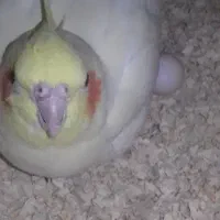 علروس هلنده