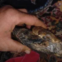 سنگ زیبا روخ نما