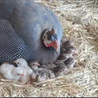 فروش جوجه مرغ شاخدار