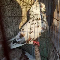 فروش کبوتر