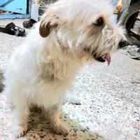 فروش سگ خانگی باهوش و تربیت شده