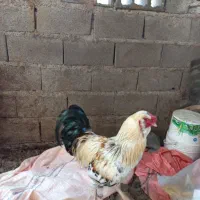 خروس دورگ