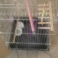 قفس پرنده