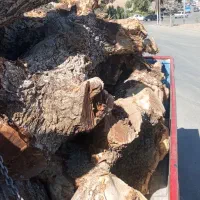 خریدار درخت و چوب گردو کهنسال