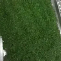 شوید خشک تازه