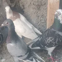 کفتر صید
