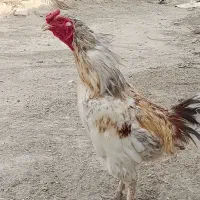 مرغ|حیوانات مزرعه|سراوان, |دیوار