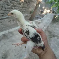 انواع جوجه لاری