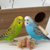 پرنده دارم کسی خواس عکس میفرستم