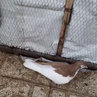 جوونه جوجه