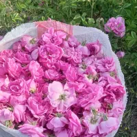 گلباخی|گل و گیاه طبیعی|سنندج, |دیوار