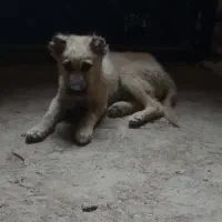 توله سگ