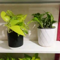 گل و گیاه و گلدون و طبیعی