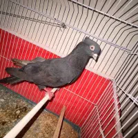 کبوتر