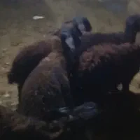 پنج عدد بر نر دشتی صحرا رفته