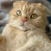 سرپرستی گربه قبول میکنم