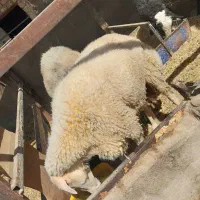 بره نر