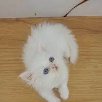 گربه|گربه|قم, باسکول|دیوار