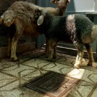 میش بره