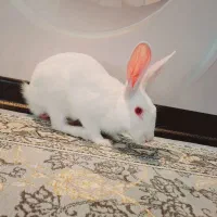 خرگوش خانگی چشم قرمز