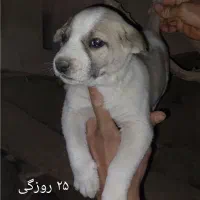 توله ماده سرابی