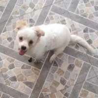 سگ نژاده شیتزو سه ماهه