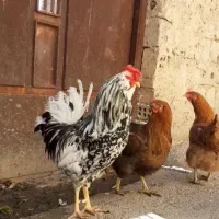 خروس گلین فول کیفیت
