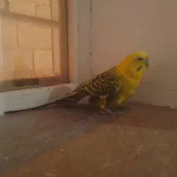 مرغ عشق نر