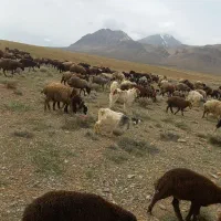 سگ گله ای|سگ|چادگان, |دیوار