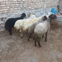 گوسفند برای قربانی
