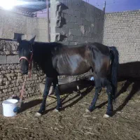 مادیون فیریزین