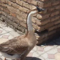 قوغاز سالم سرحال