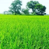 فروش-زمین-کشاورزی-با-قابلیت-تغییر-کاربری