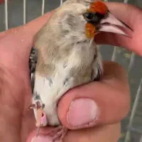 جوجه سهره دورگ منطقه فیروزکوه