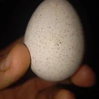 تخم بوقلمون بوربون و برنز