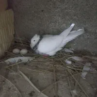 پرنده