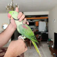 شاه طوطی