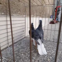 کبوتر|پرنده|آران و بیدگل, |دیوار