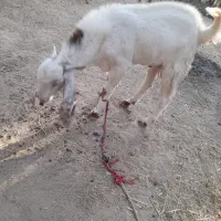 فروش بز نر