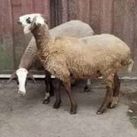 بره گمشده