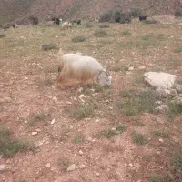 بزداشتی|حیوانات مزرعه|اردل, |دیوار