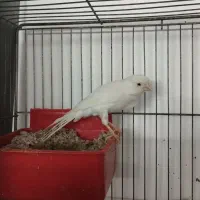 چند جفت قناری