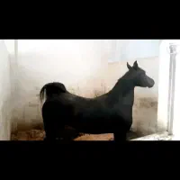 مادیان عرب